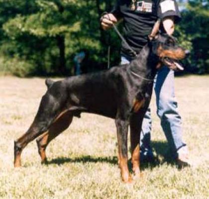 Eagle di Campovalano (DS158699) | Black Doberman Pinscher