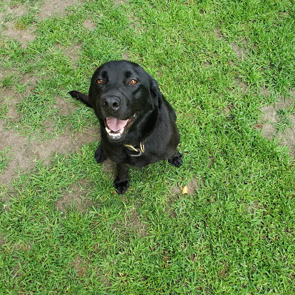 Engelstein's Sadie | Black Labrador Retriver