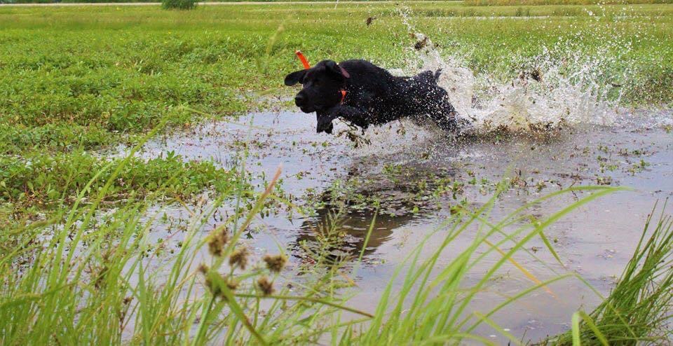 Buffalo Creeks She's A Millionaire | Black Labrador Retriver