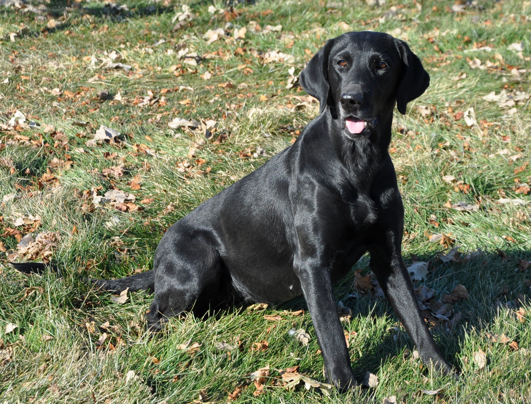 Duckdawg's Paper Moon | Black Labrador Retriver