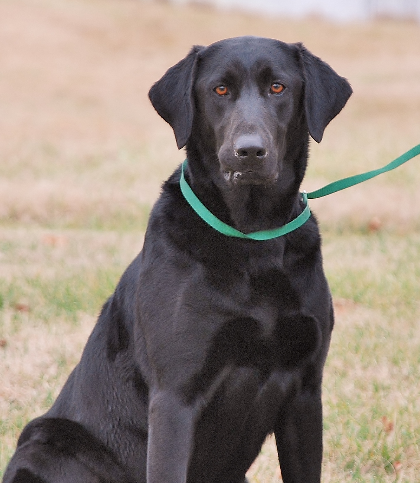 Jessie Go Blue | Black Labrador Retriver