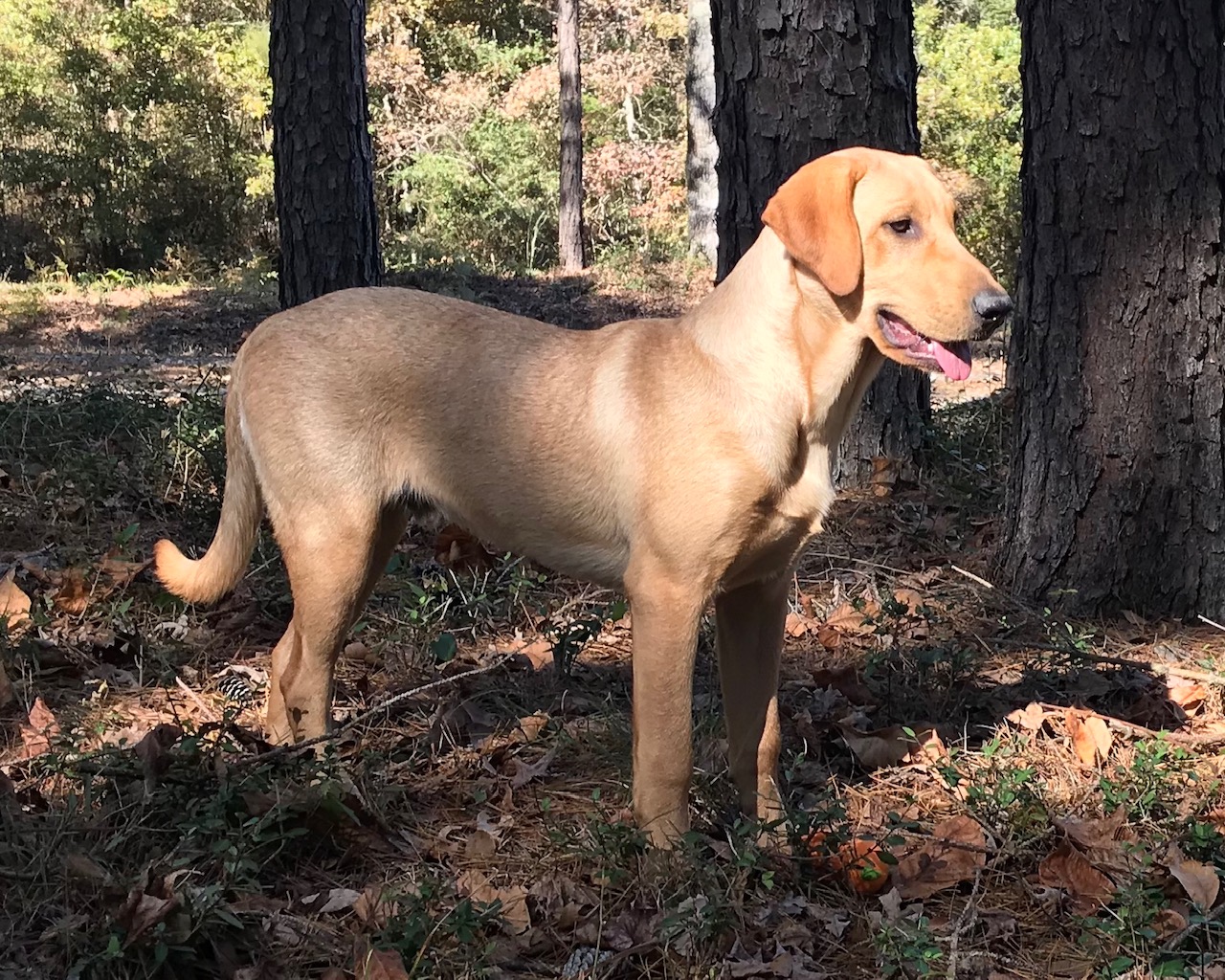 Grady's East Texas Wild Card | Yellow Labrador Retriver