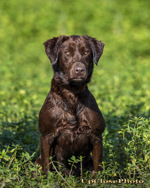 HRCH Bourbon Country’s 1st Sat in May | Chocolate Labrador Retriver