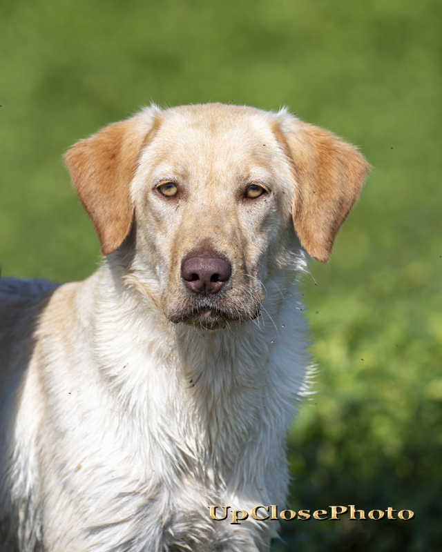 HR Bourbon Country’s  White Lighting | Yellow Labrador Retriver