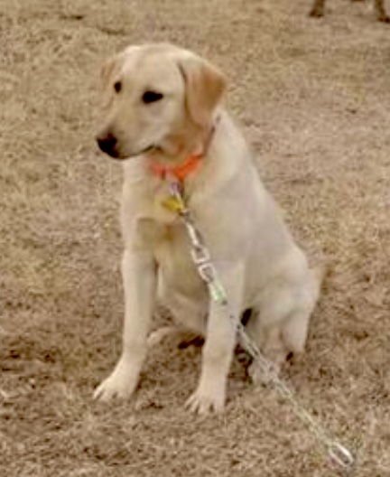 Fear Lori's Knockout Punch | Yellow Labrador Retriver