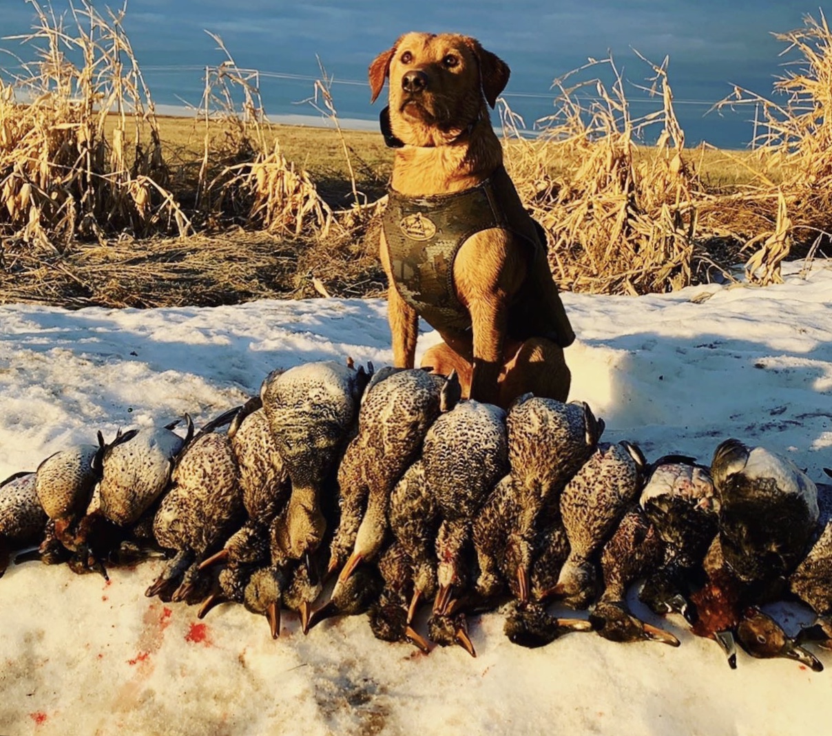 Topshelf's Outlaw Gunner SH | Yellow Labrador Retriver