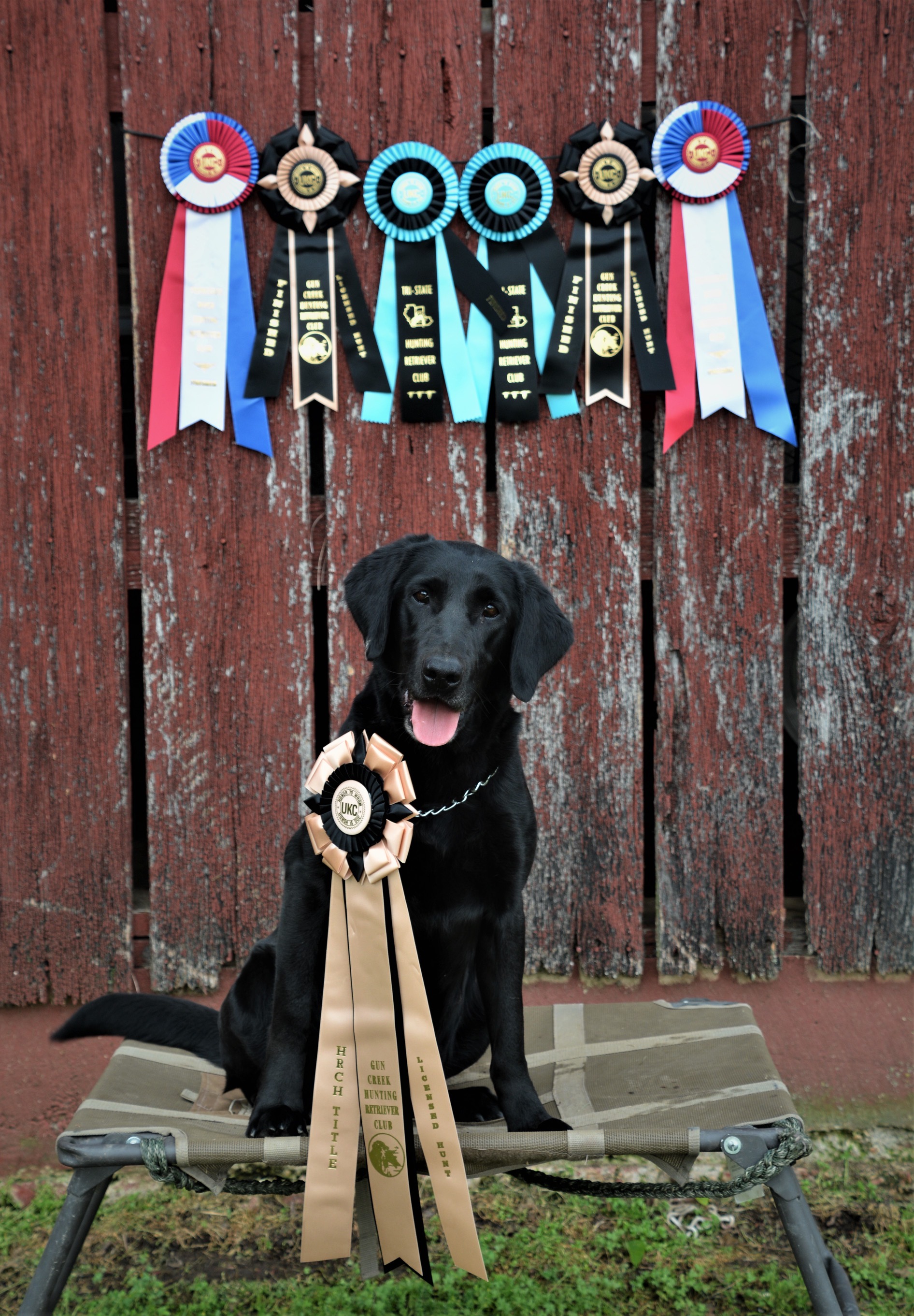 HRCH  Healmarks Pretty In Pink MH QAA | Black Labrador Retriver