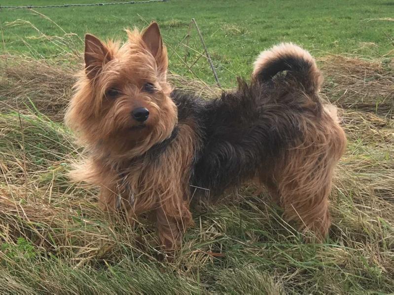 Lenia von der Türlmühle | Australian Terrier 