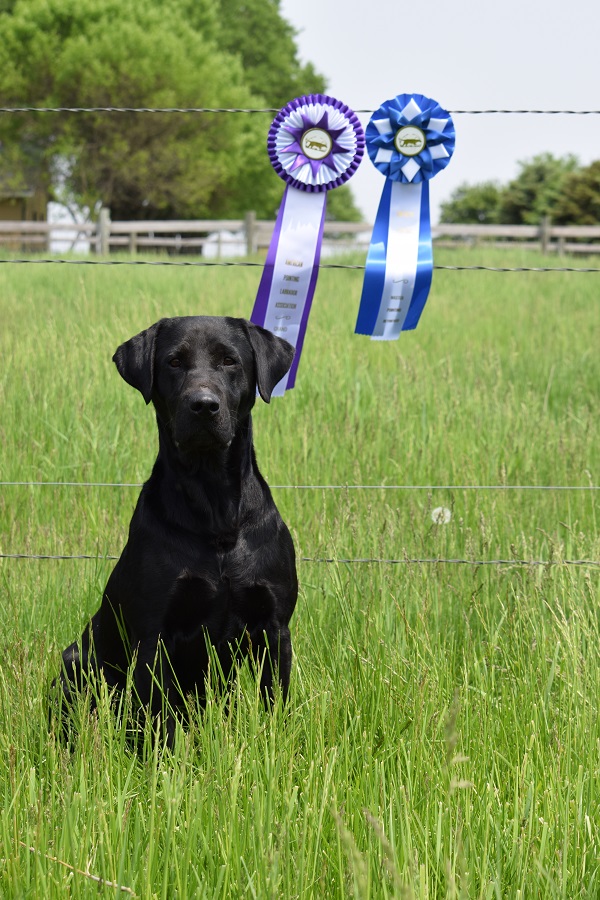 4xGMPR HRCH Waterman Creeks Taking Command SH | Black Labrador Retriver