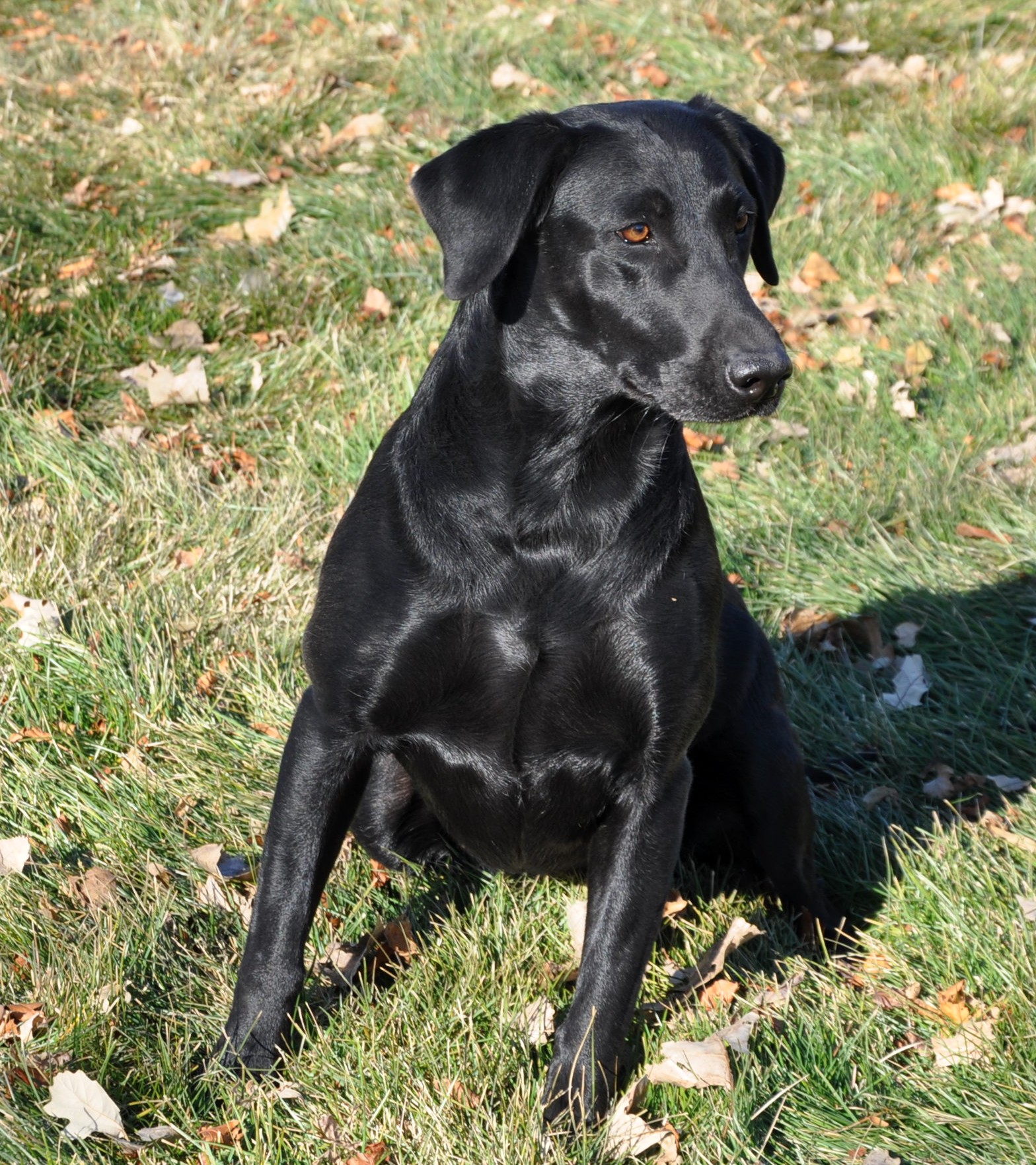 Duckdawg's Mcmac Magic | Black Labrador Retriver