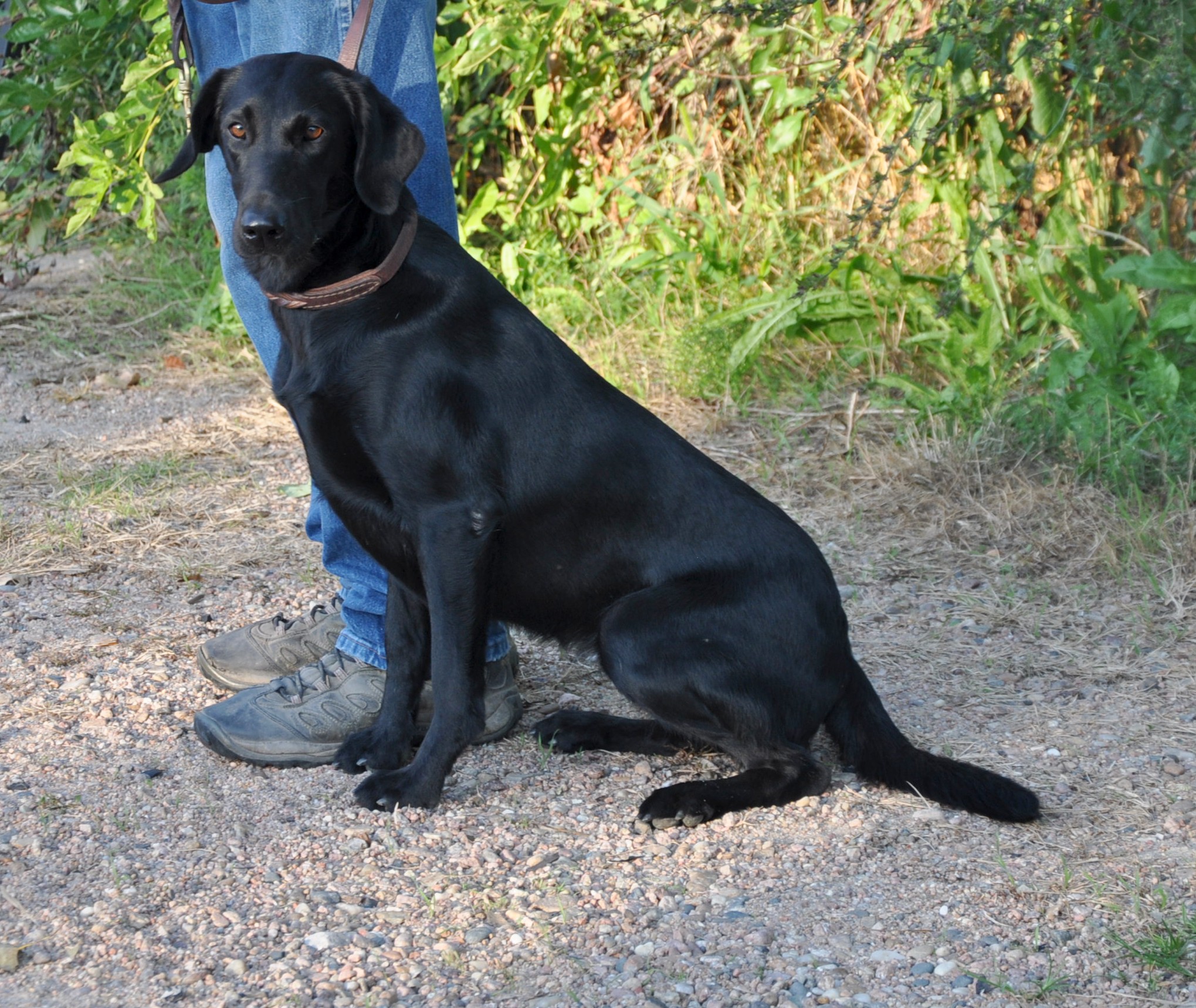 Duckdawg's Magic Fairy Dust | Black Labrador Retriver