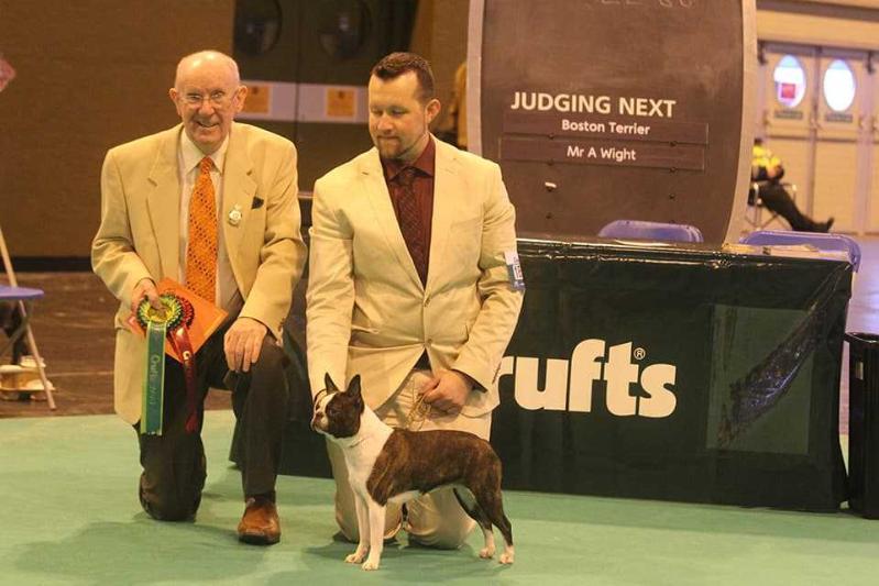 Hessenvilla's O Sole Mio | Boston Terrier 