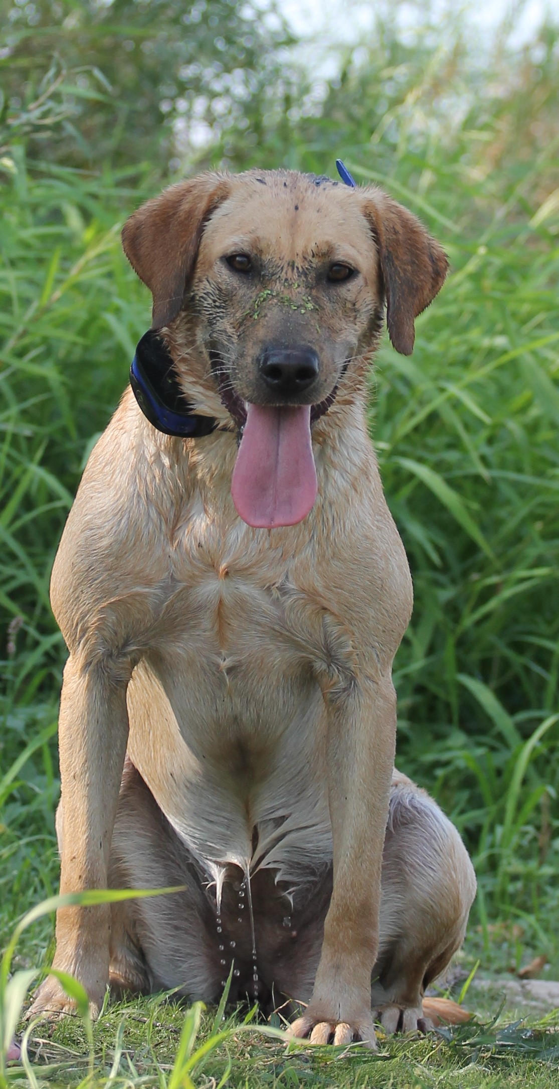 Storytellers Lady Roxstar In Red | Yellow Labrador Retriver