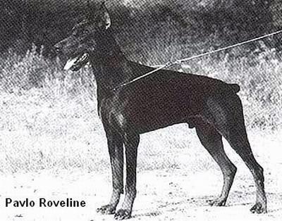 Pavlo v. Roveline | Black Doberman Pinscher