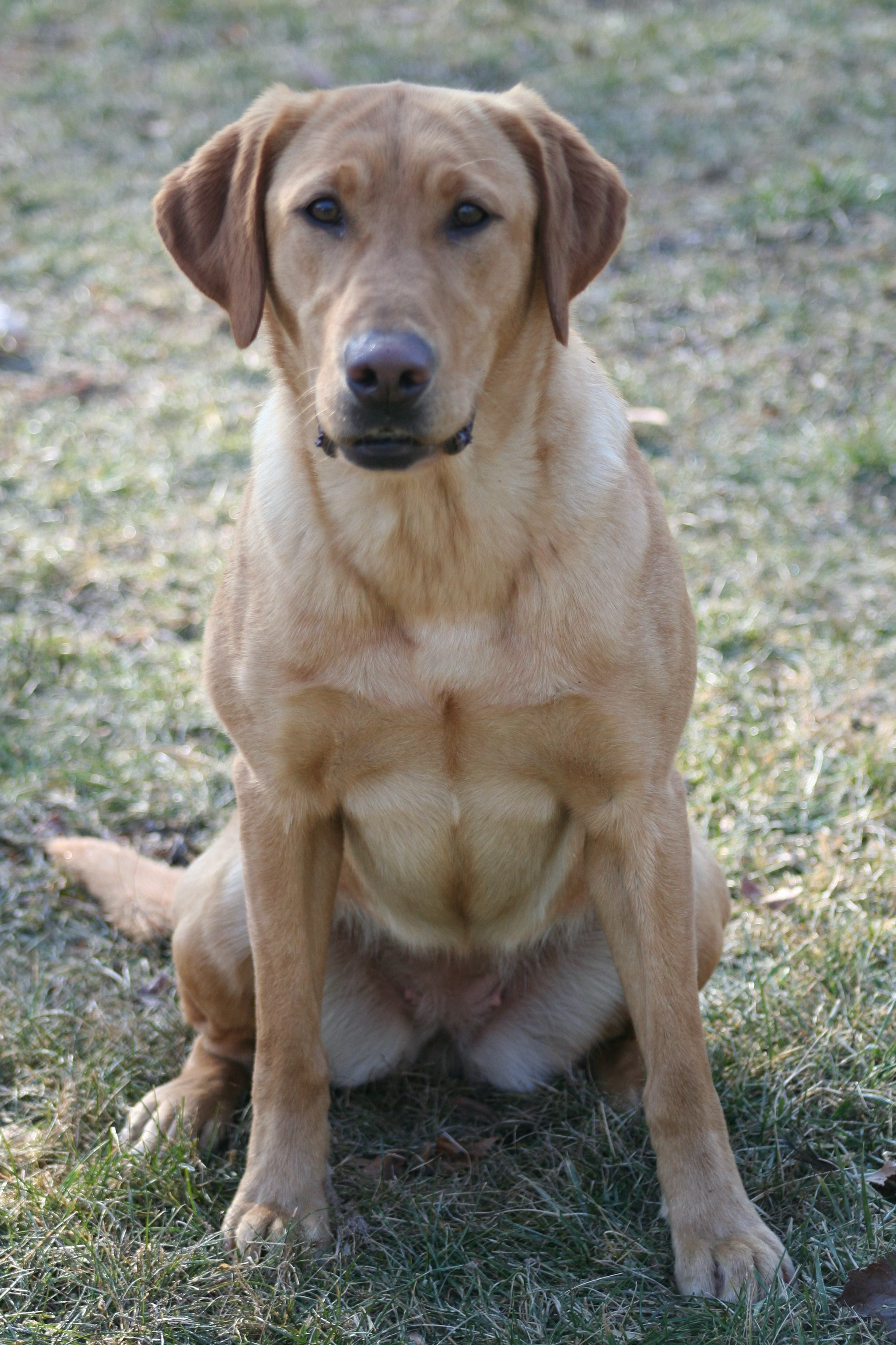 Woodstock’s Gimme Shelter JH | Yellow Labrador Retriver