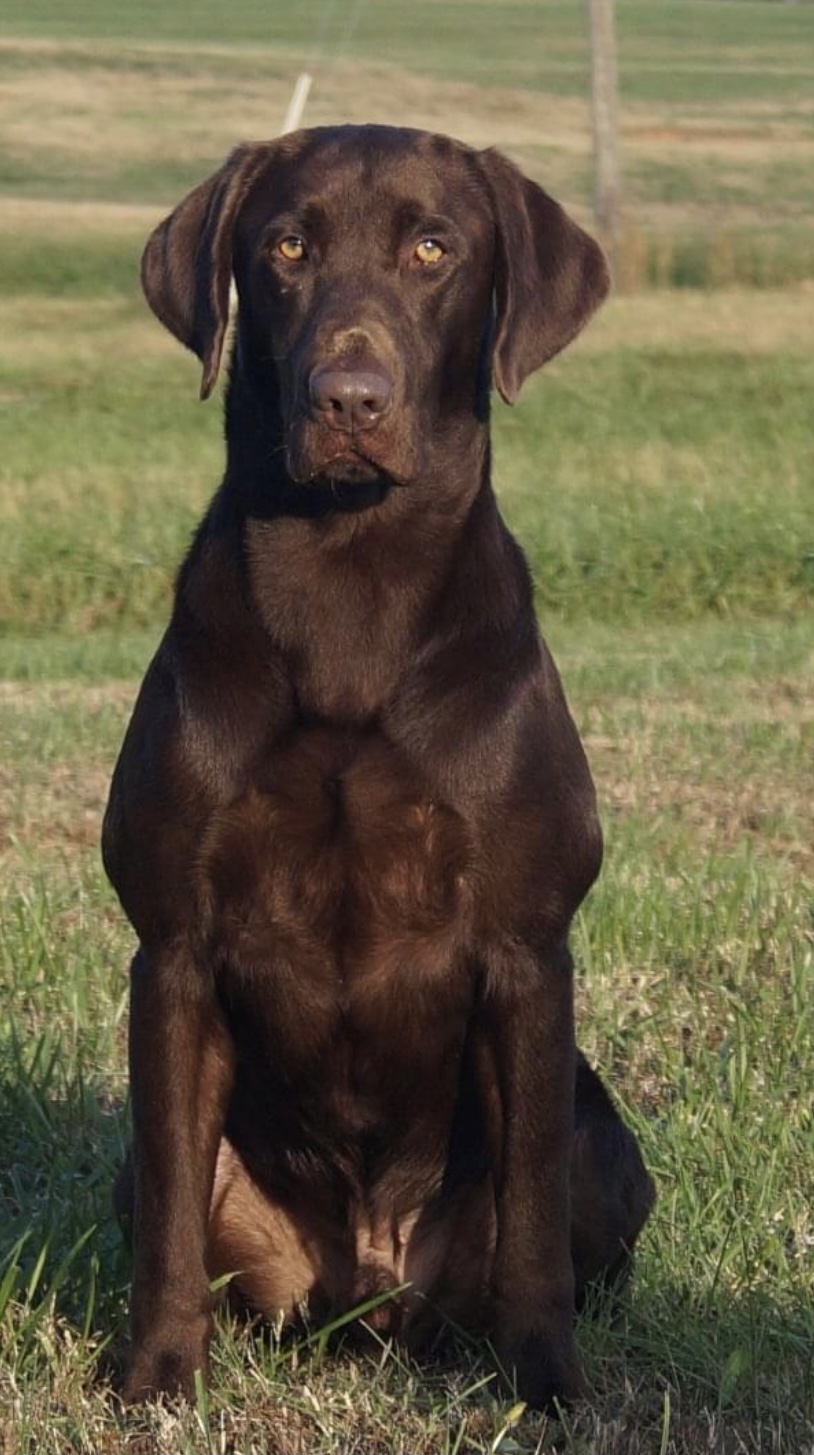 HRCH Dry Pond's White Lightning Brew MH | Chocolate Labrador Retriver