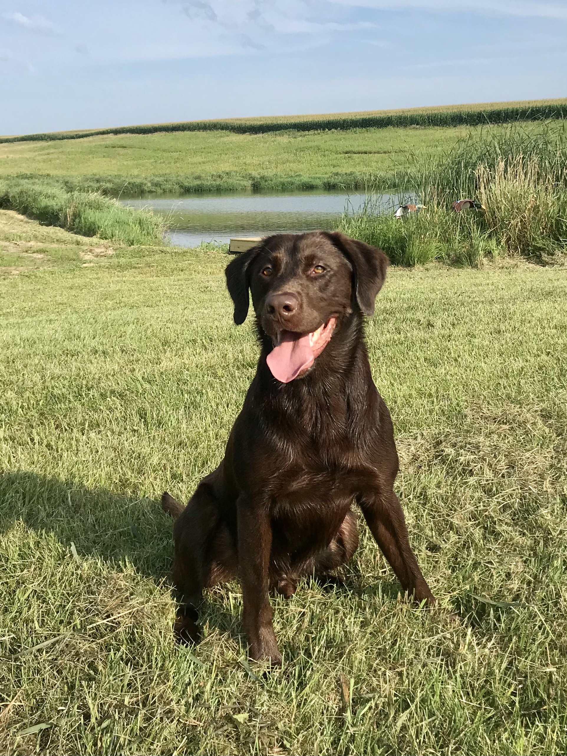 Tnt Once In A Blue Moon JH | Chocolate Labrador Retriver