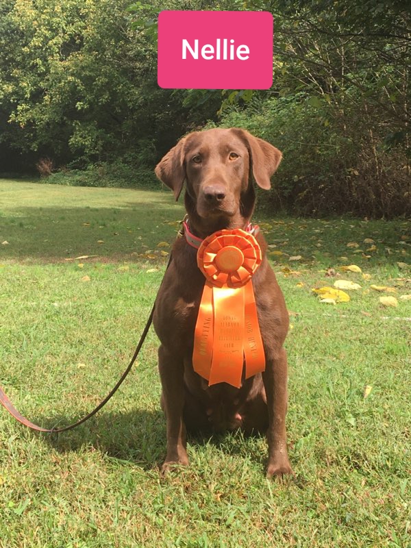 Ecrew6k At the Altar of the Sun JH | Chocolate Labrador Retriver