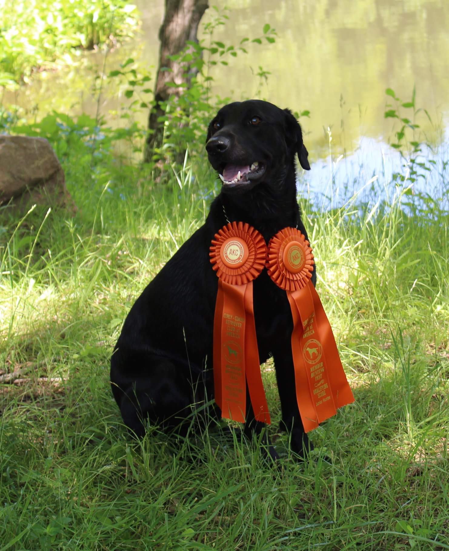 Jeanith's Bright Ember JH | Black Labrador Retriver