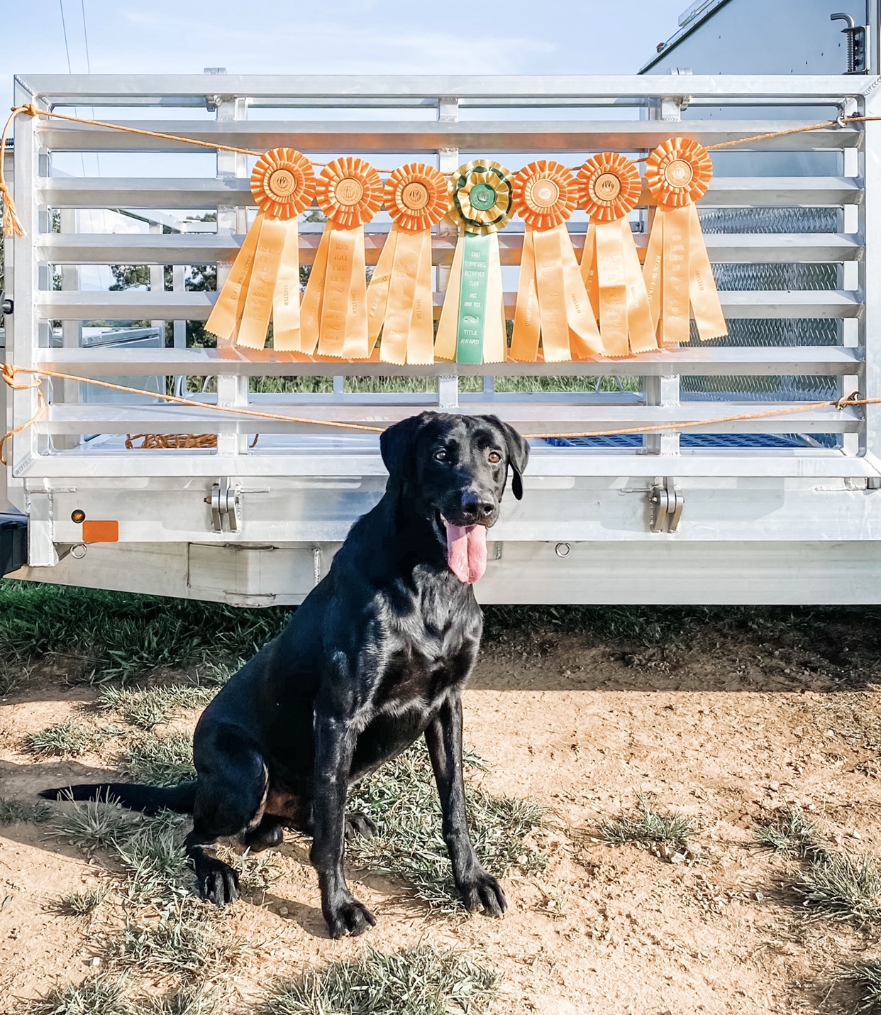 Windy Ridges Troublesome Ace MH | Black Labrador Retriver