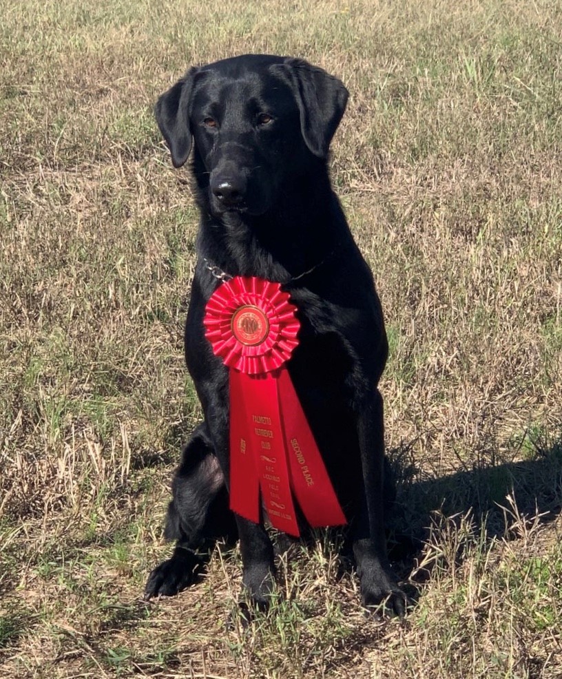 Gator Points Hard Workin' Man NDL QAA | Black Labrador Retriver