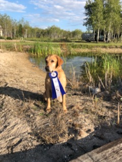 Eastern Shores Rockin The Boat QFTR | Yellow Labrador Retriver