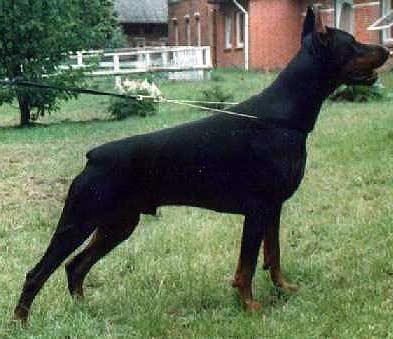 Smart Wood Hills Tango | Black Doberman Pinscher