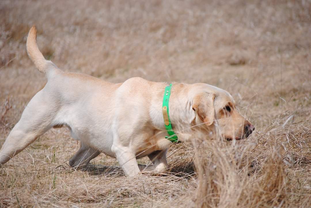 1.5X GMPR TDK's Juiced Thunder N Lightning Thor | Yellow Labrador Retriver