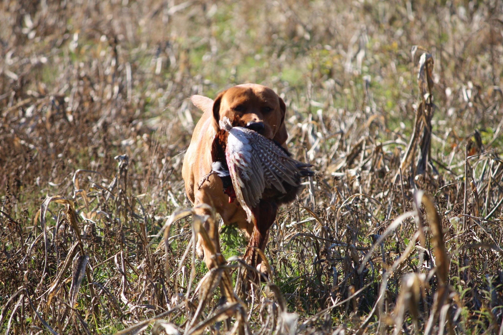 Mohegans In Memory Of Bone | Yellow Labrador Retriver