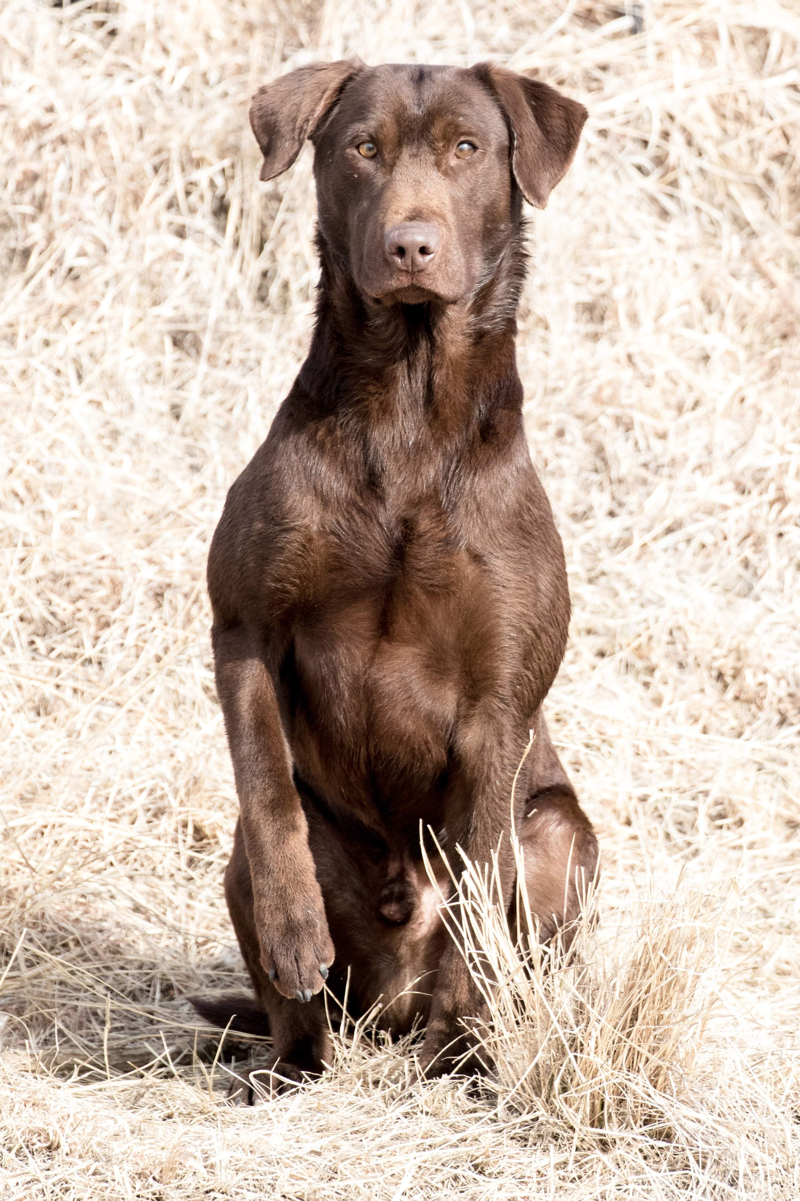 HRCH Apex Kickn Tires N Liten Fires | Chocolate Labrador Retriver