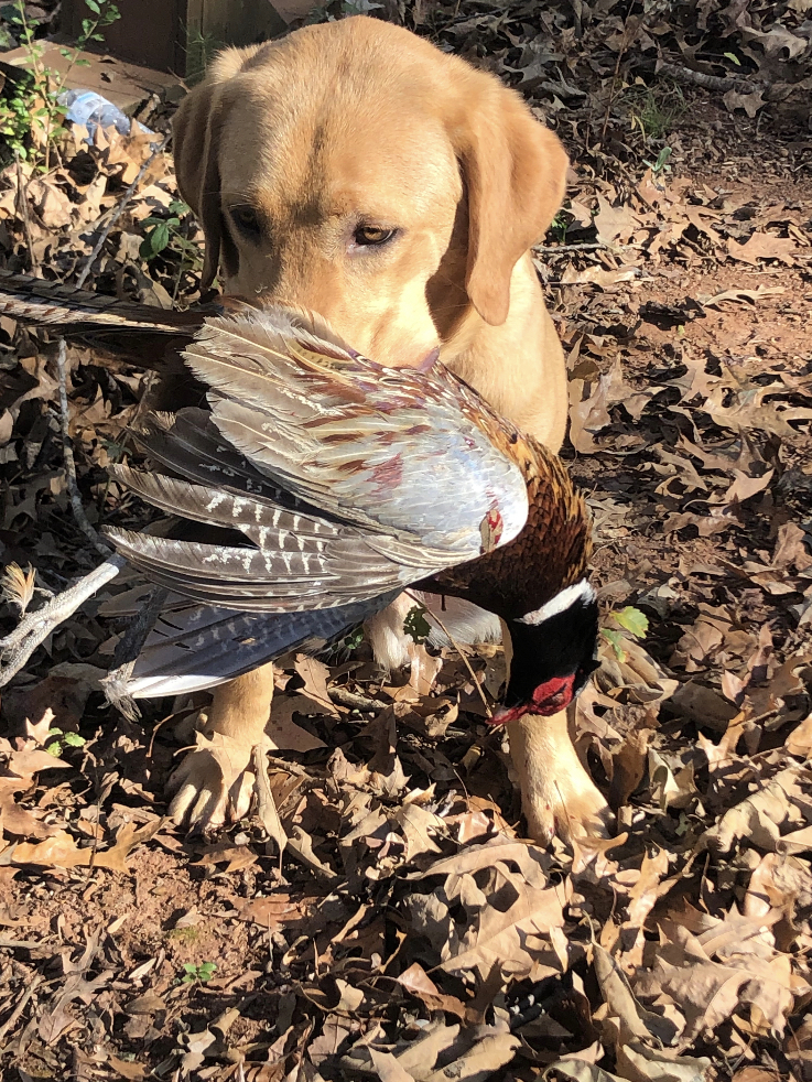 Blues Loaded Saturday Night N Mayberry | Yellow Labrador Retriver