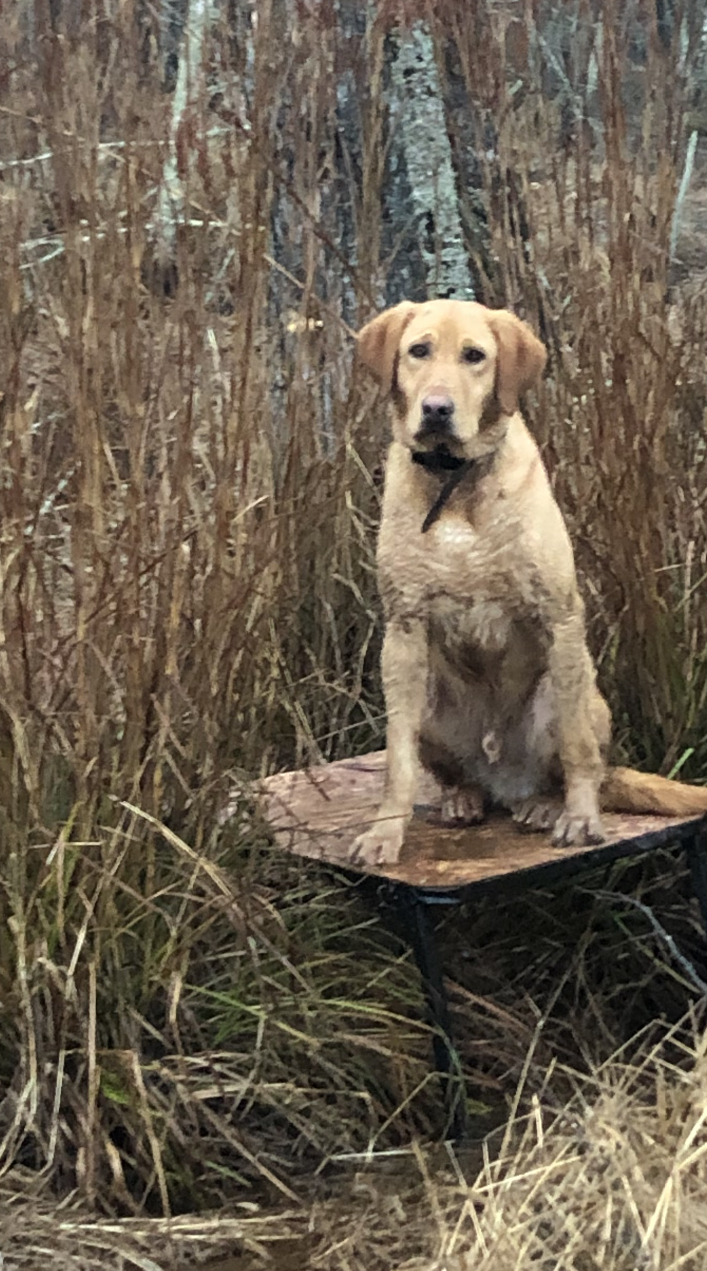 Blues Loaded Saturday Night N Mayberry | Yellow Labrador Retriver