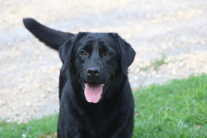 R Little Never Sleep Again | Black Labrador Retriver