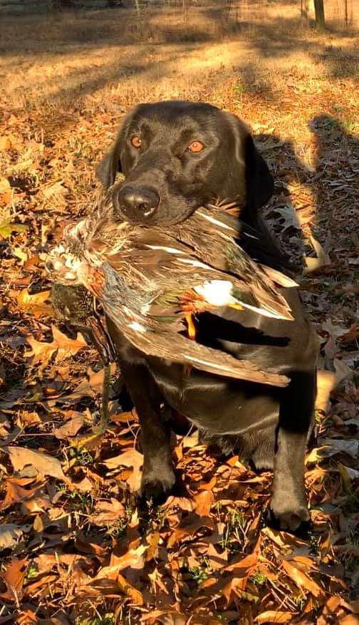 The Mallard Reaper Rip | Black Labrador Retriver