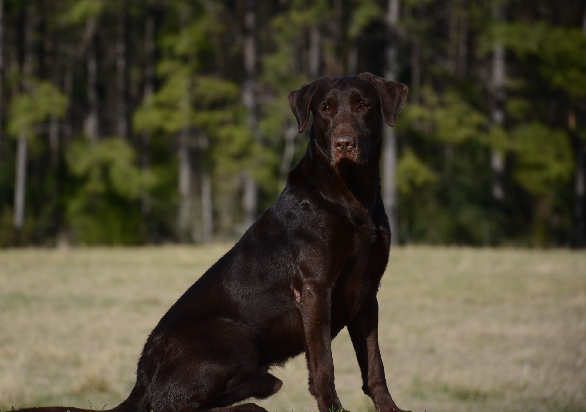 HRCH Razin Cane’s Family Tradition MH | Chocolate Labrador Retriver