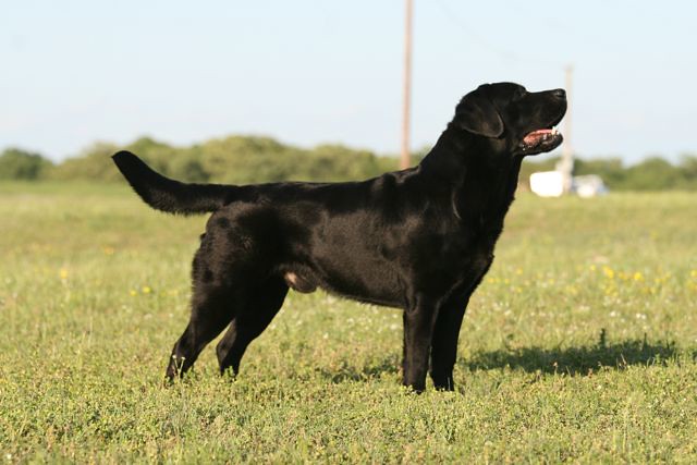 Topform's B-2 Spirit MH | Black Labrador Retriver