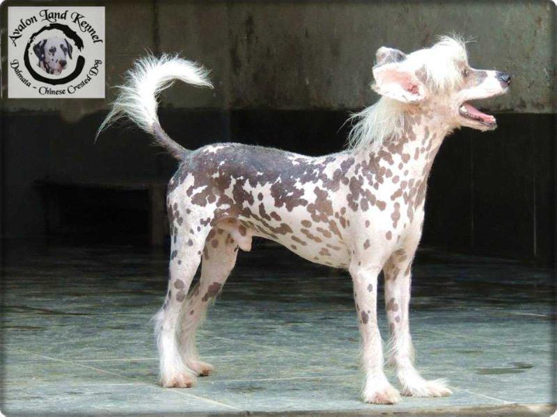 Zhid Zi G.M.S. | Chinese Crested 