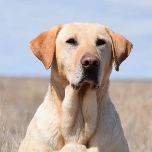 4XGMPR TDK’S Honest Abe MH | Yellow Labrador Retriver