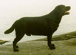 FU Dual CH, SU CH Alvgardens Le Cardinal (Swedish import) | Black Labrador Retriver