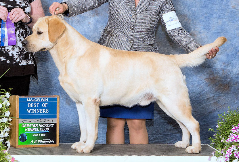 CH Van Dalen IBIM Northern Fling | Yellow Labrador Retriver