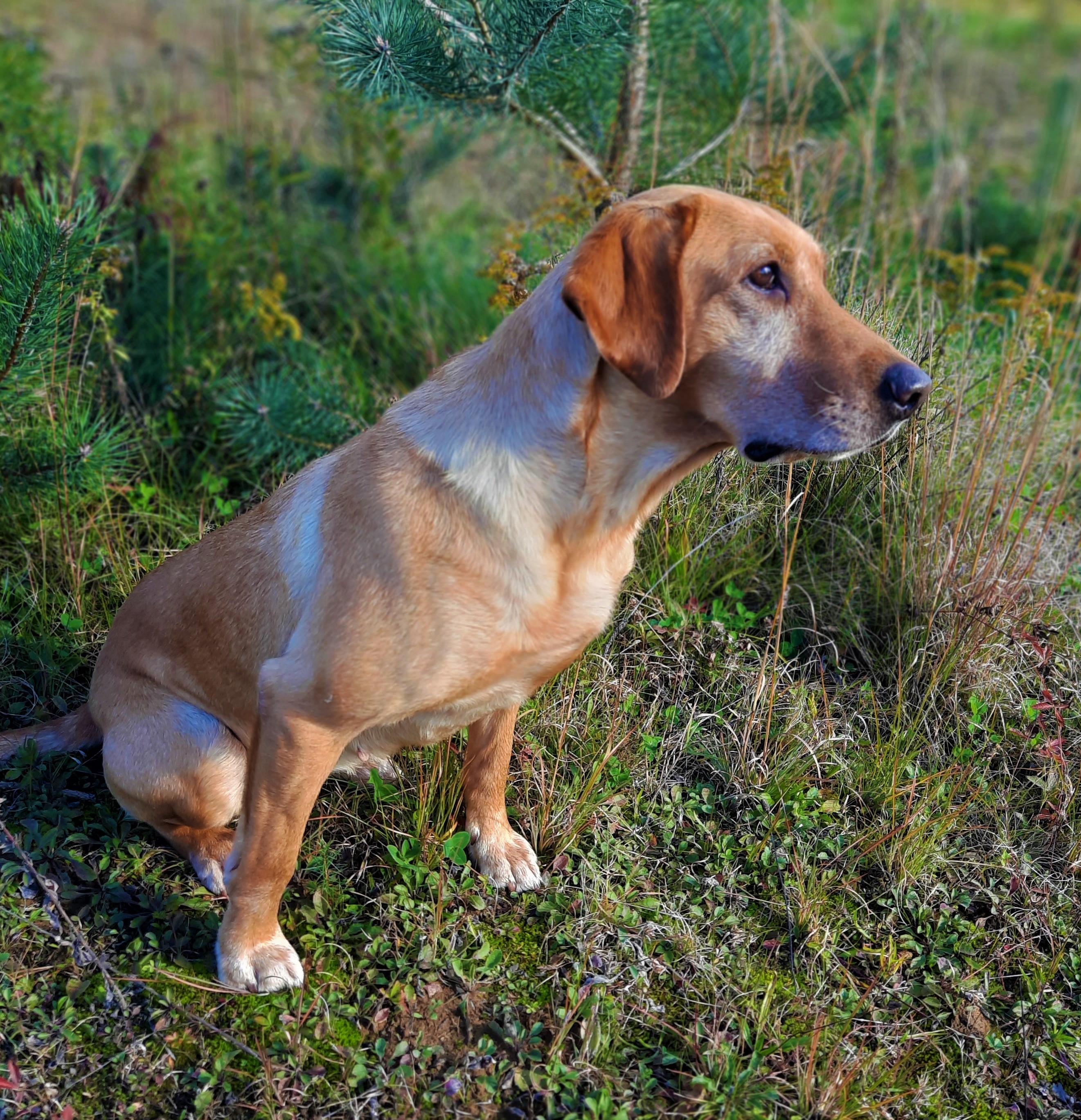 Marshgrass Alexandrite JFTR, QFTR | Yellow Labrador Retriver