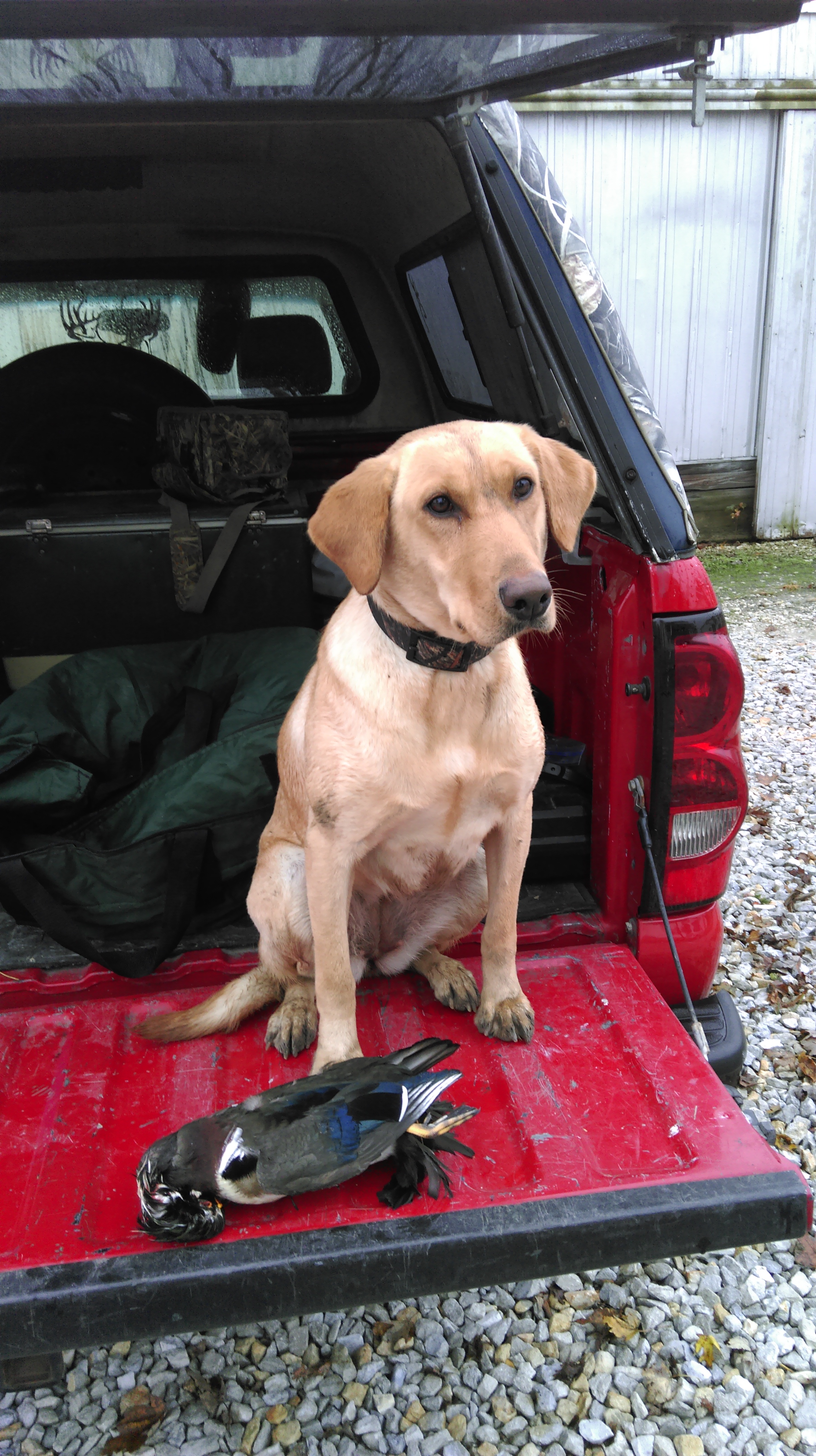 Ryan's Last Penny | Yellow Labrador Retriver