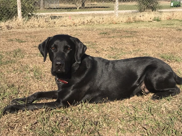 M & T’s Man With A Plan QAA MH | Black Labrador Retriver