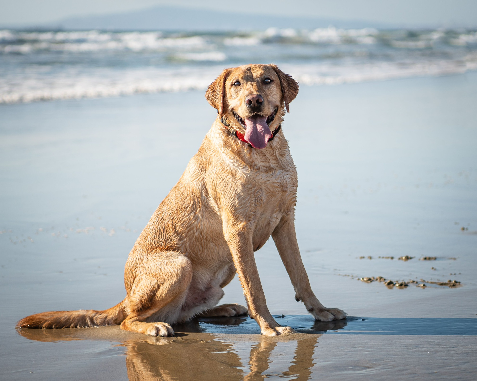 Highvoltage Adventure Seeker  CGC, TKN, SAR-W | Yellow Labrador Retriver