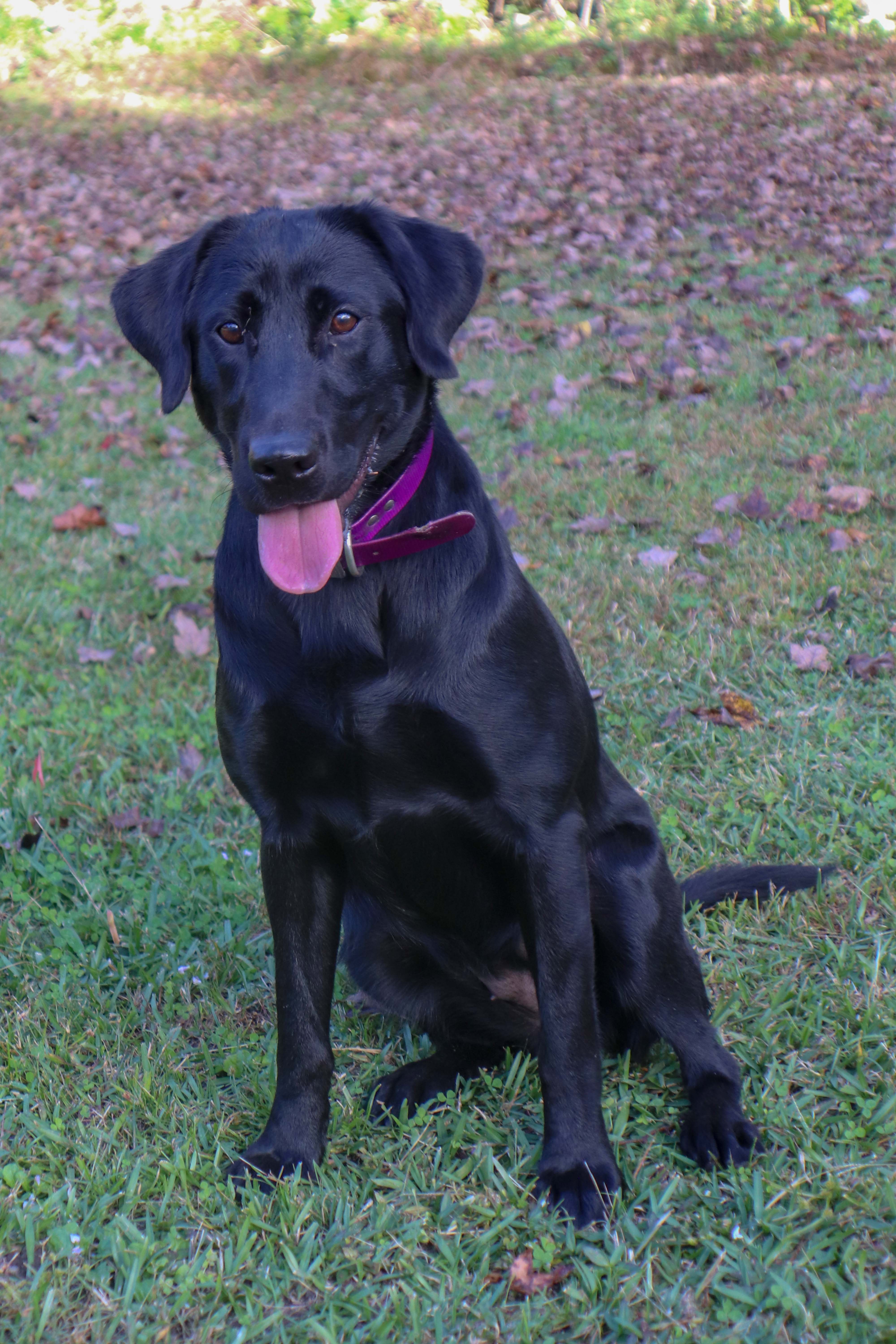 High Dollar Southern Belle | Black Labrador Retriver