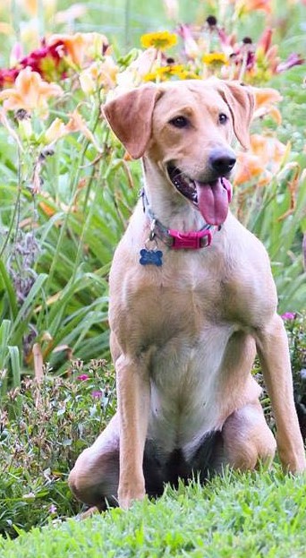 Lady Morgan Of Apple Ridge | Yellow Labrador Retriver