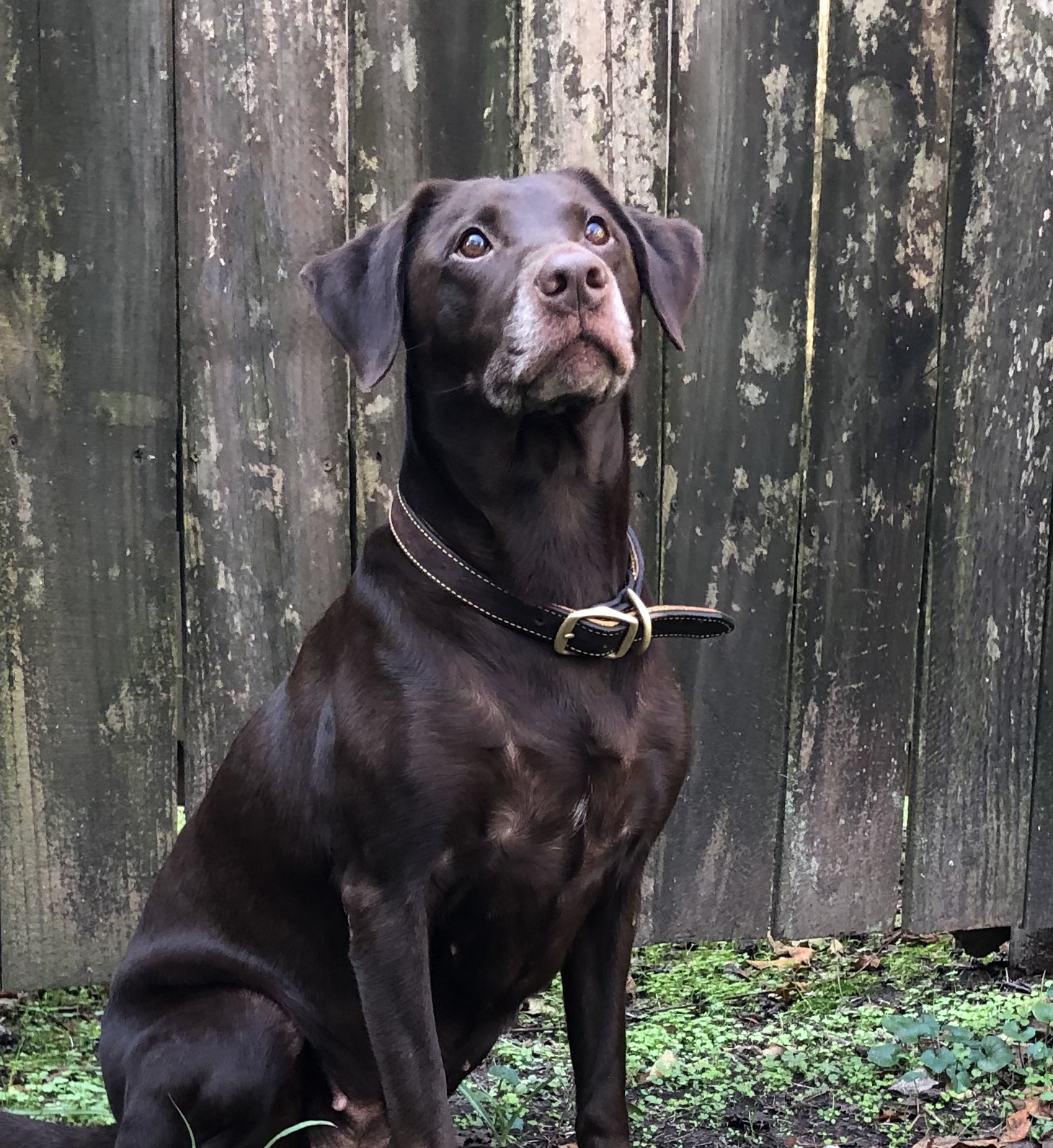 Precious Nellie Made In The Shade | UNKN Labrador Retriver