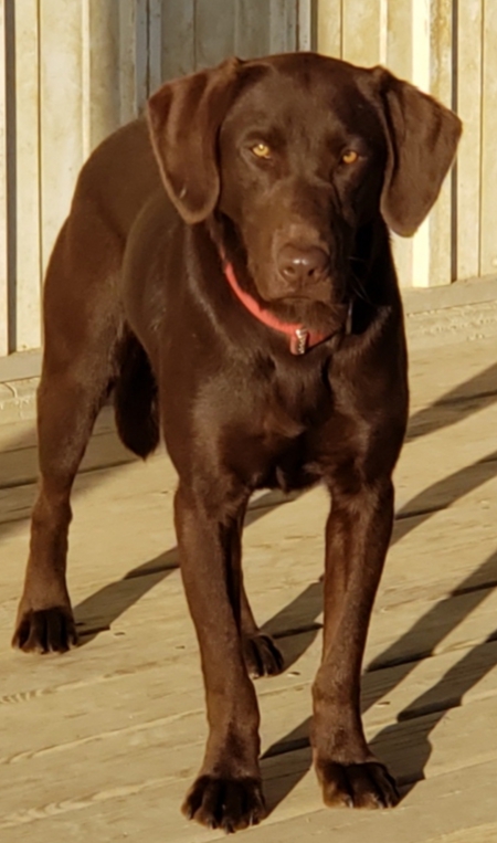 Torgs Southern Comfort "dixie" | Chocolate Labrador Retriver