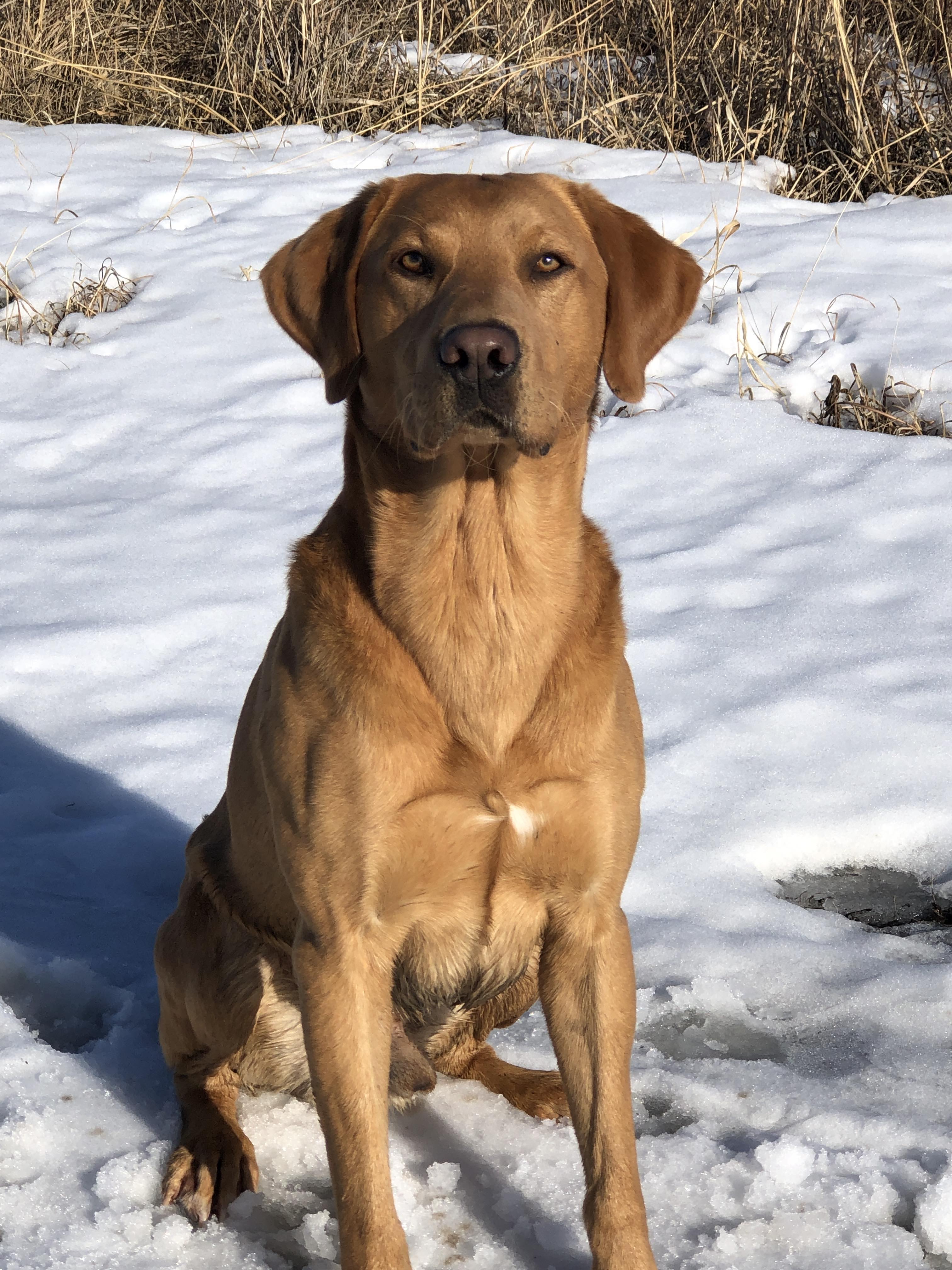 Dog Day Acres Playing With Fire EDD | Yellow Labrador Retriver