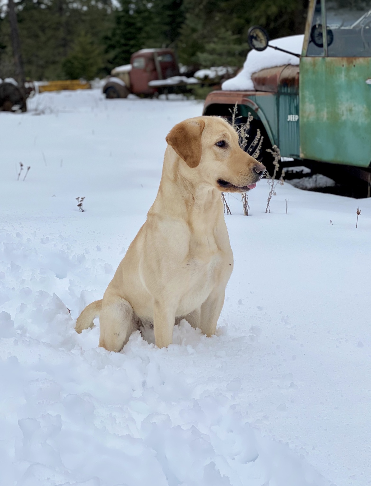 Tucker’s Bad Bad Daughter | Yellow Labrador Retriver